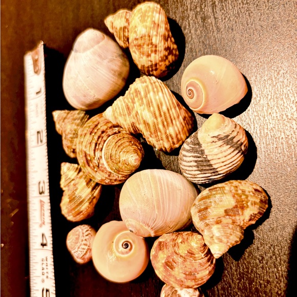 14 gastropod seashells, natural - Picture 3 of 3